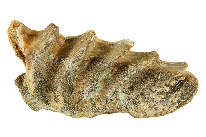 Cretaceous Lungfish (Ceratodus) Tooth Plate - Morocco #294023